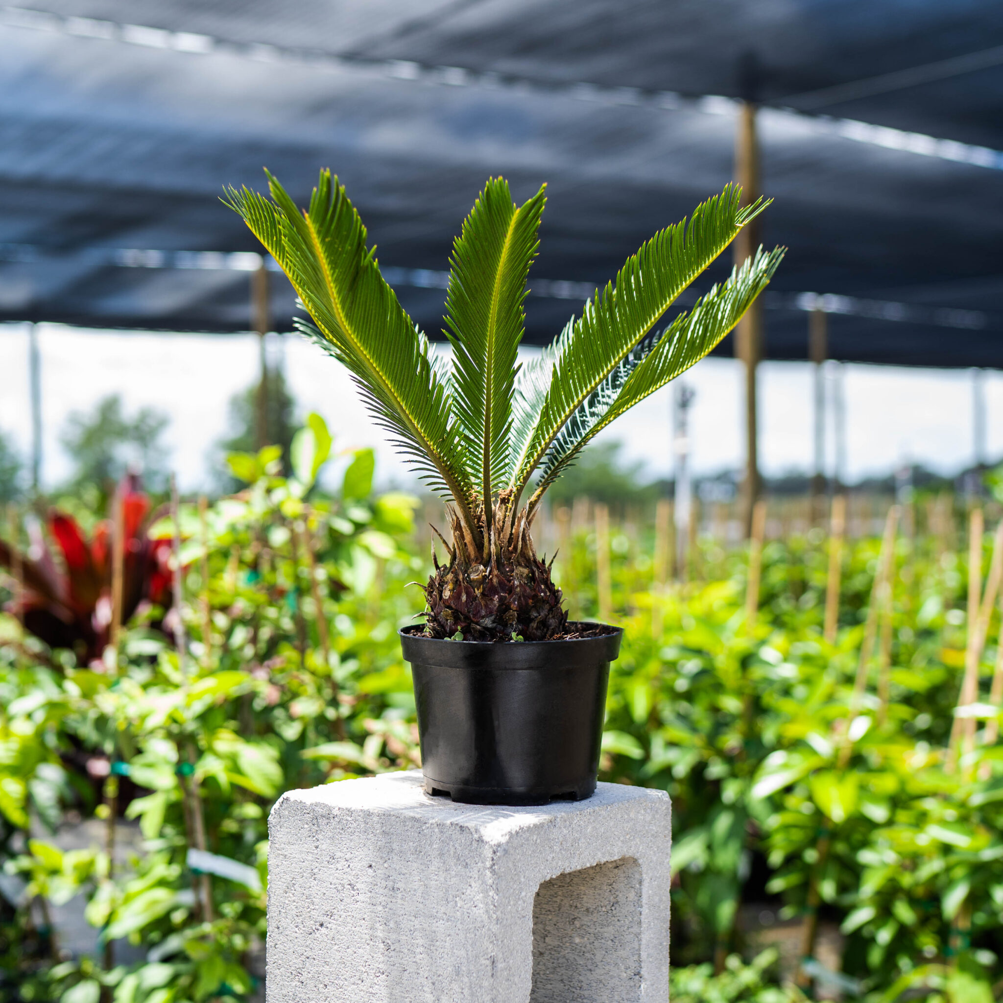 King Sago Palm - Image 4