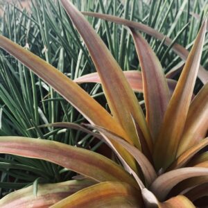 Lava Flow Pineapple Plant