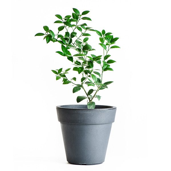 limequat tree