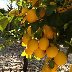 Lisbon Lemon Tree