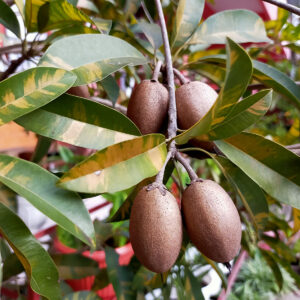 ripe mamey pantin