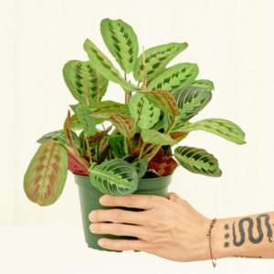 Maranta Red Prayer