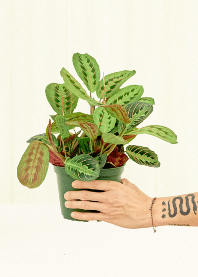Maranta Red Prayer