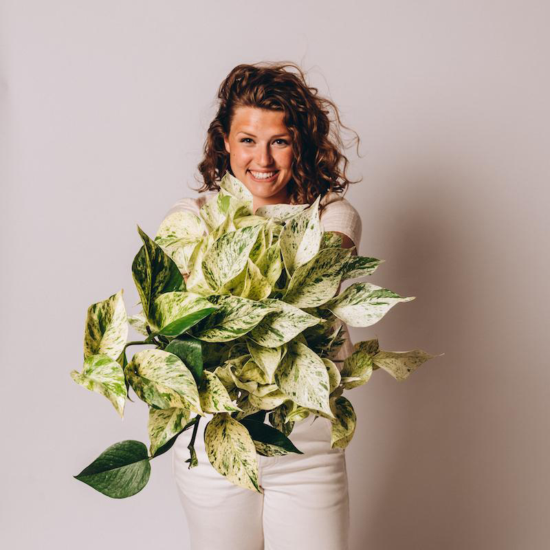 Pothos - Marble Queen - Image 3