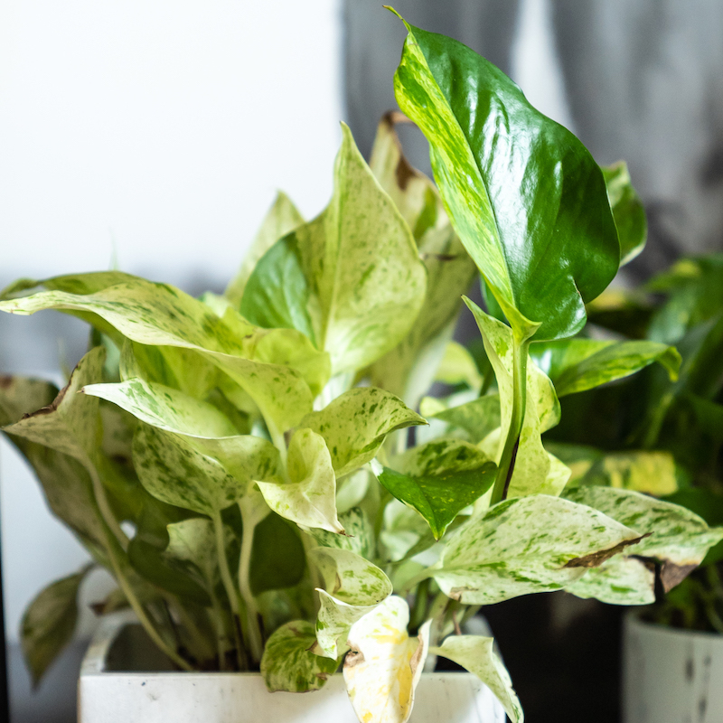 Pothos - Marble Queen - Image 4