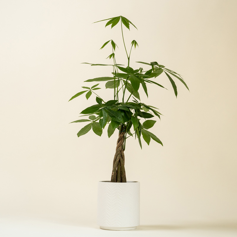 Money Tree - Image 3