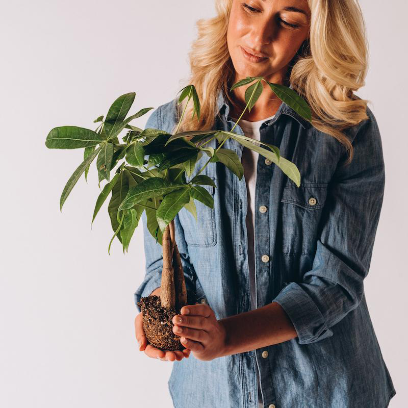 Money Tree - Image 4