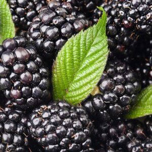 Everbearing Mulberry Tree