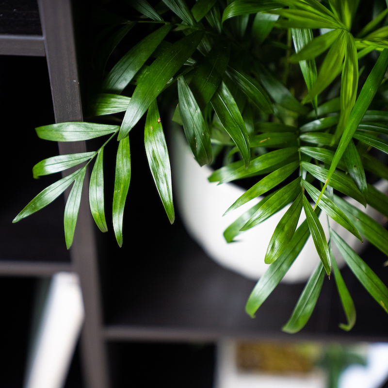 Neanthe Bella Palm (Parlor Palm) - Image 3