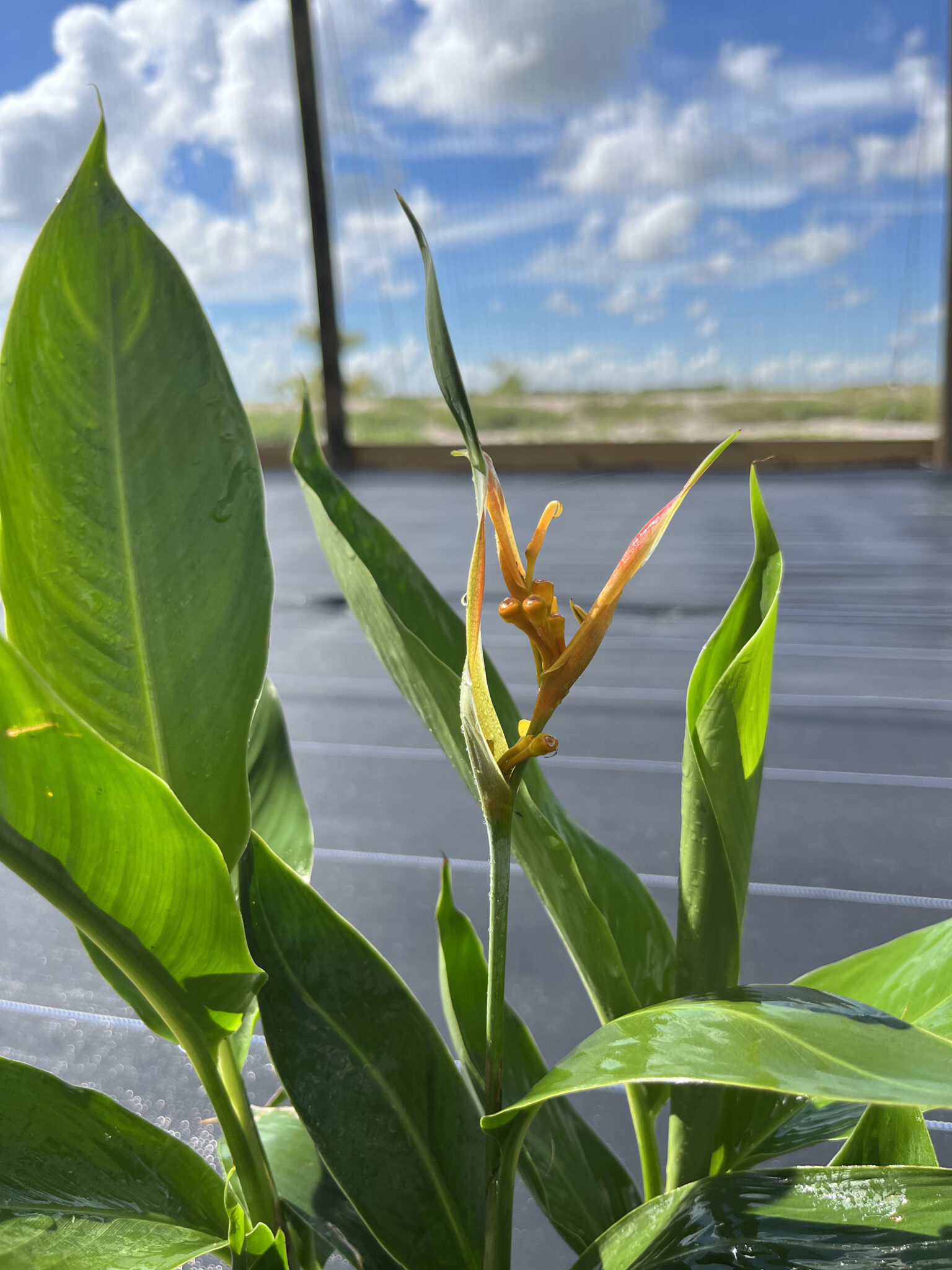 orange heliciona plant