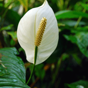 Peace Lily