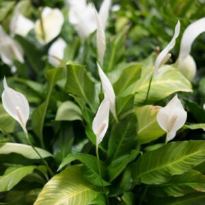 Mother's Day Peace Lily