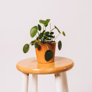 Pilea Peperomia (Chinese Money Plant)