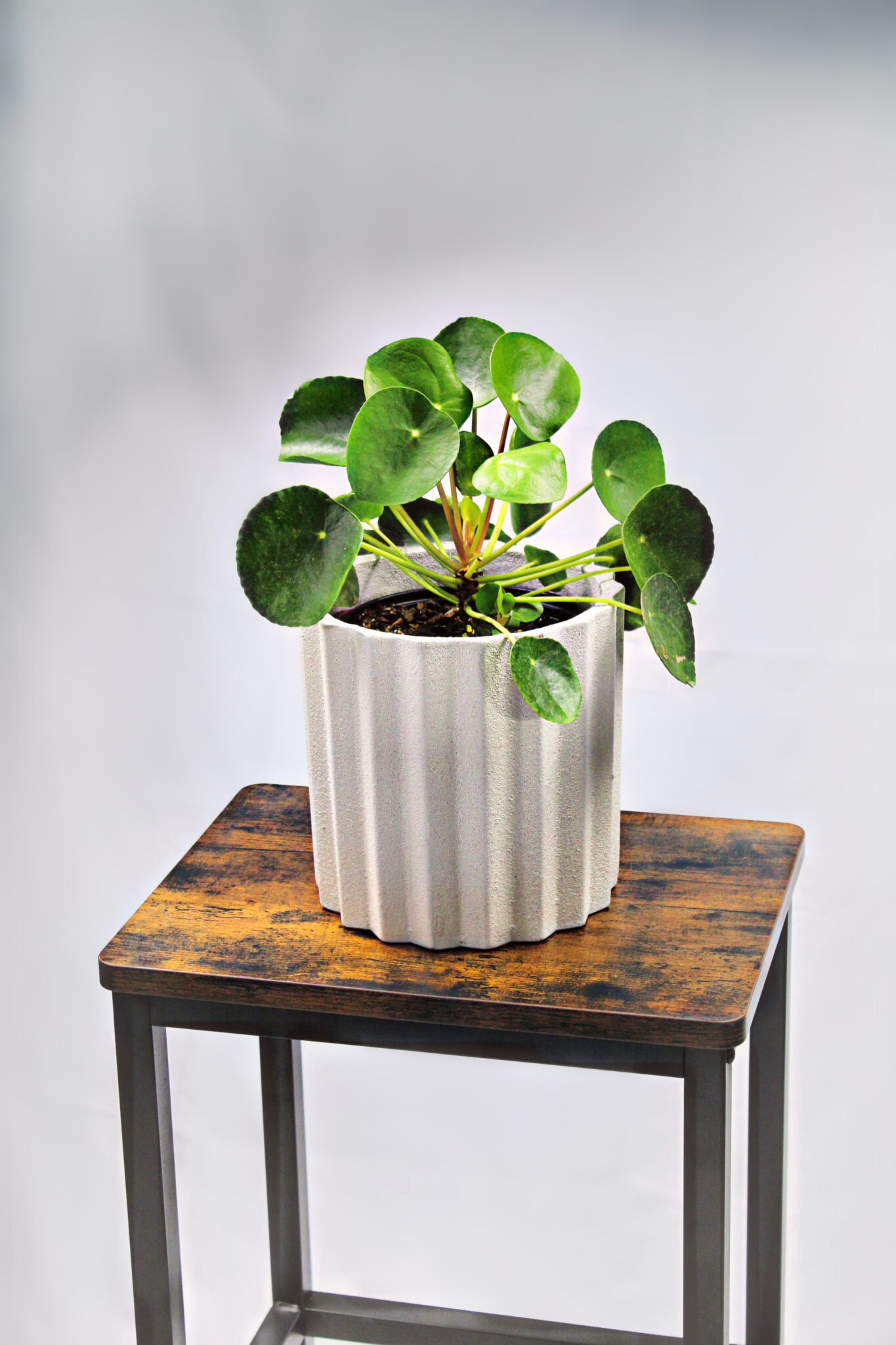 Pilea Peperomia (Chinese Money Plant) - Image 4