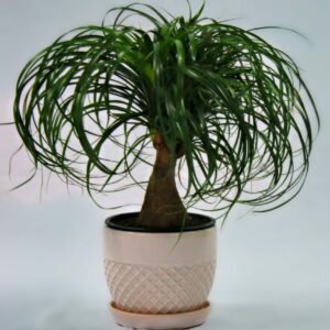 Ponytail Palm Branched