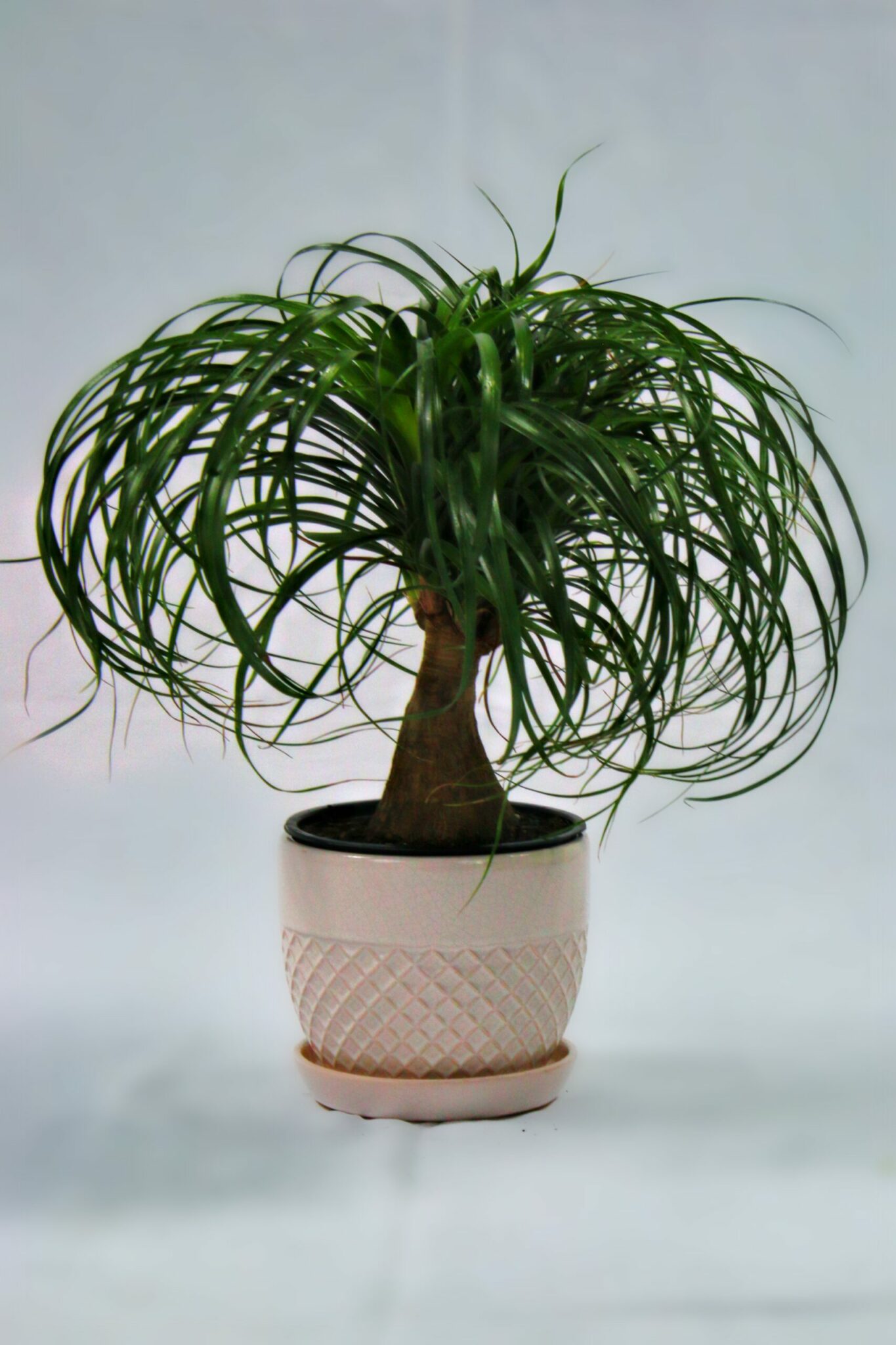 Ponytail Palm Branched