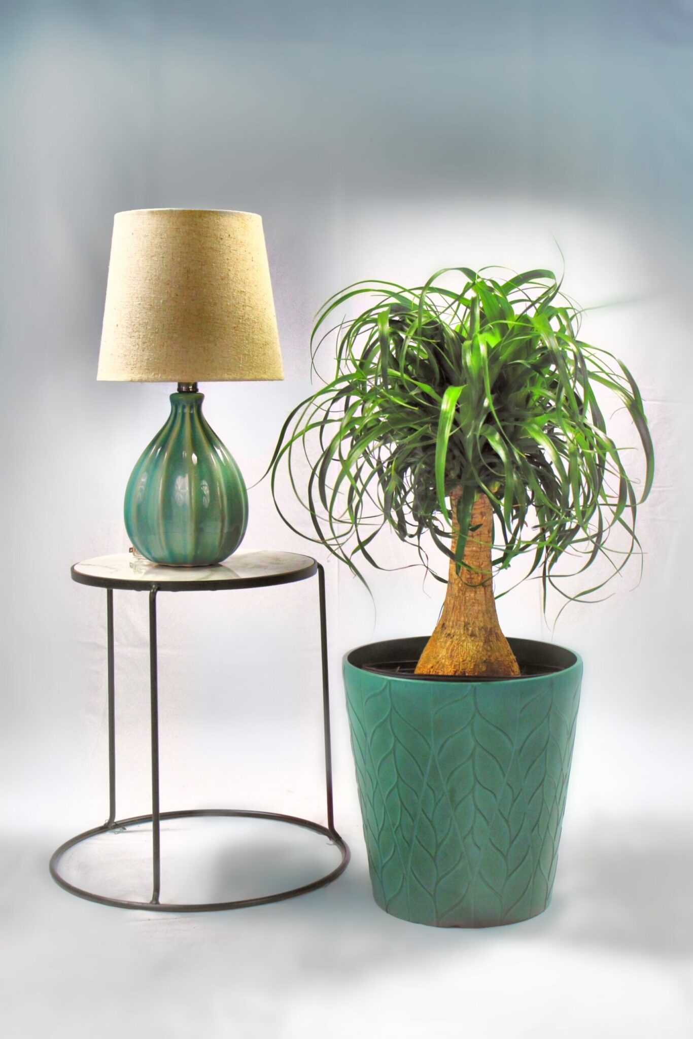 Ponytail Palm Branched - Image 3