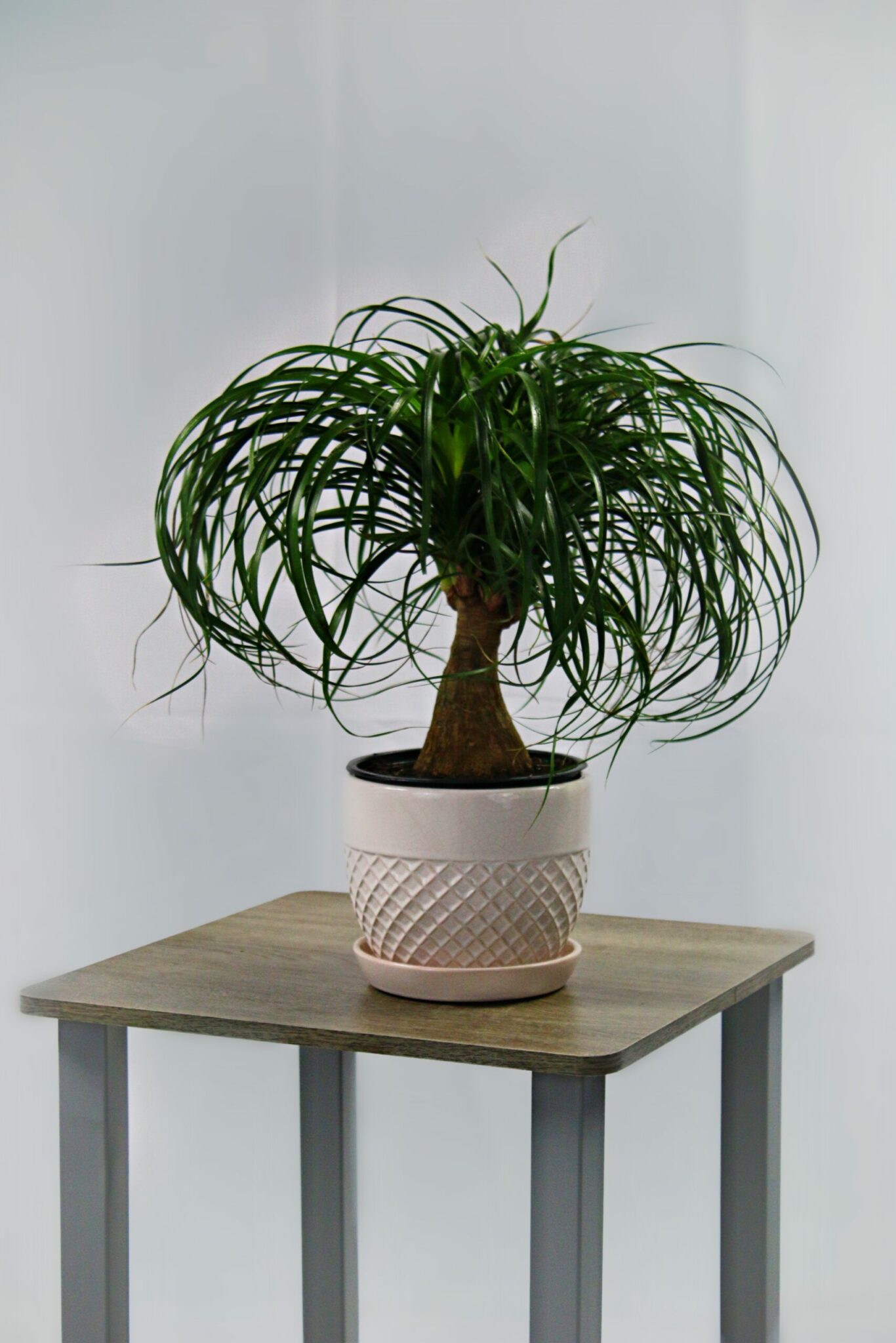 Ponytail Palm Branched - Image 4