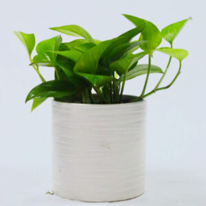 Pothos - Jade