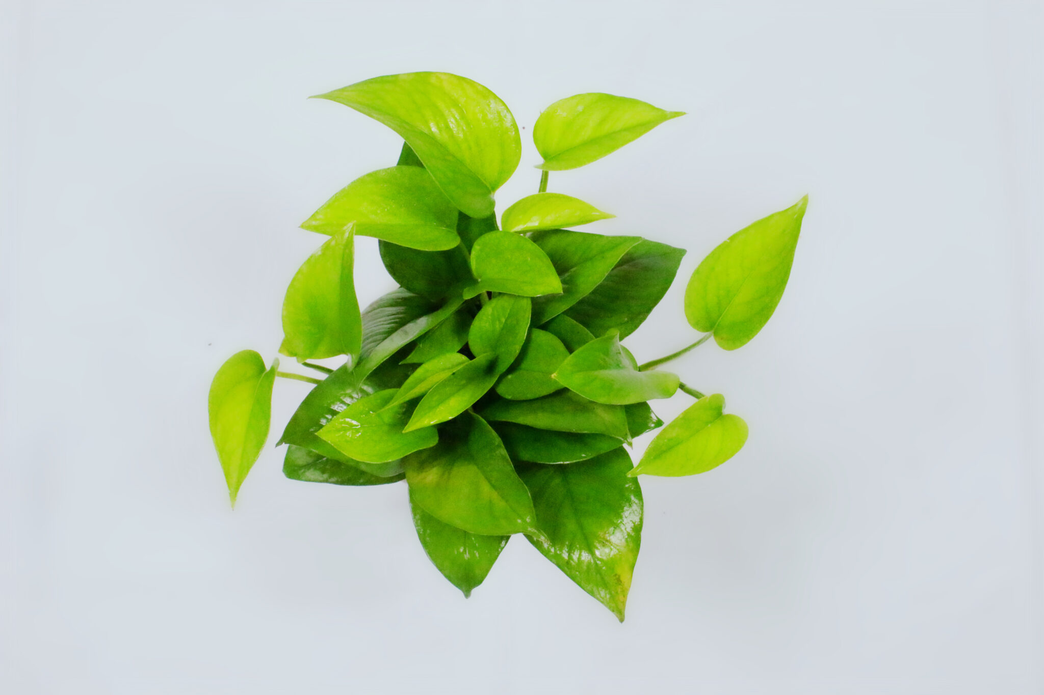 Pothos - Jade - Image 3