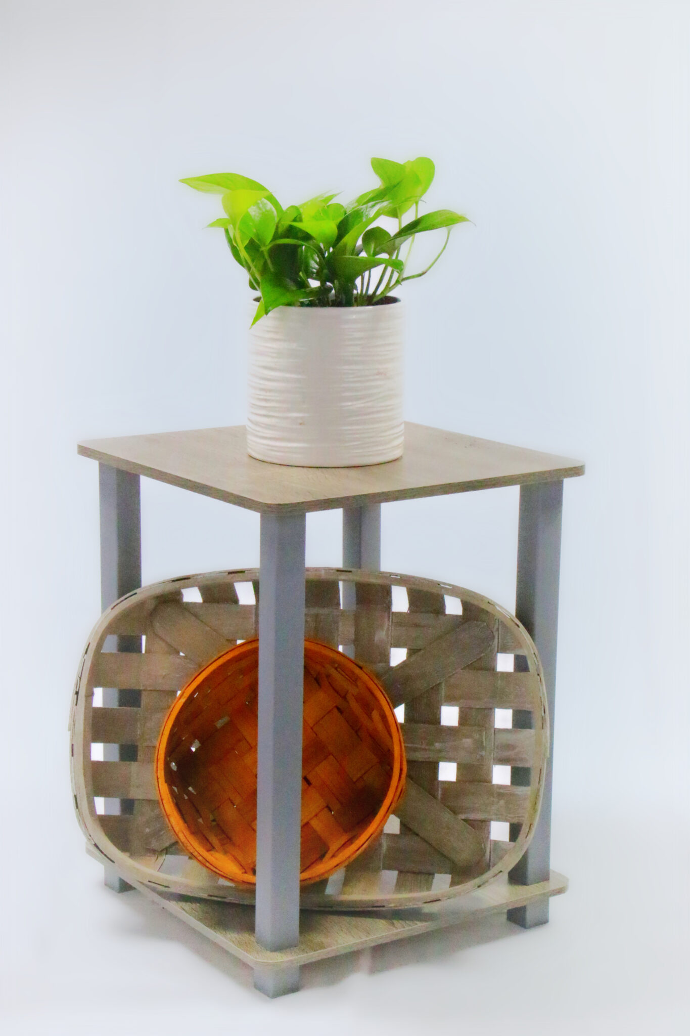 Pothos - Jade - Image 4