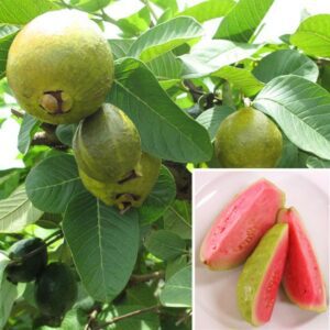 Ruby Supreme Guava Tree