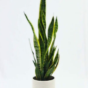 Sansevieria Futura