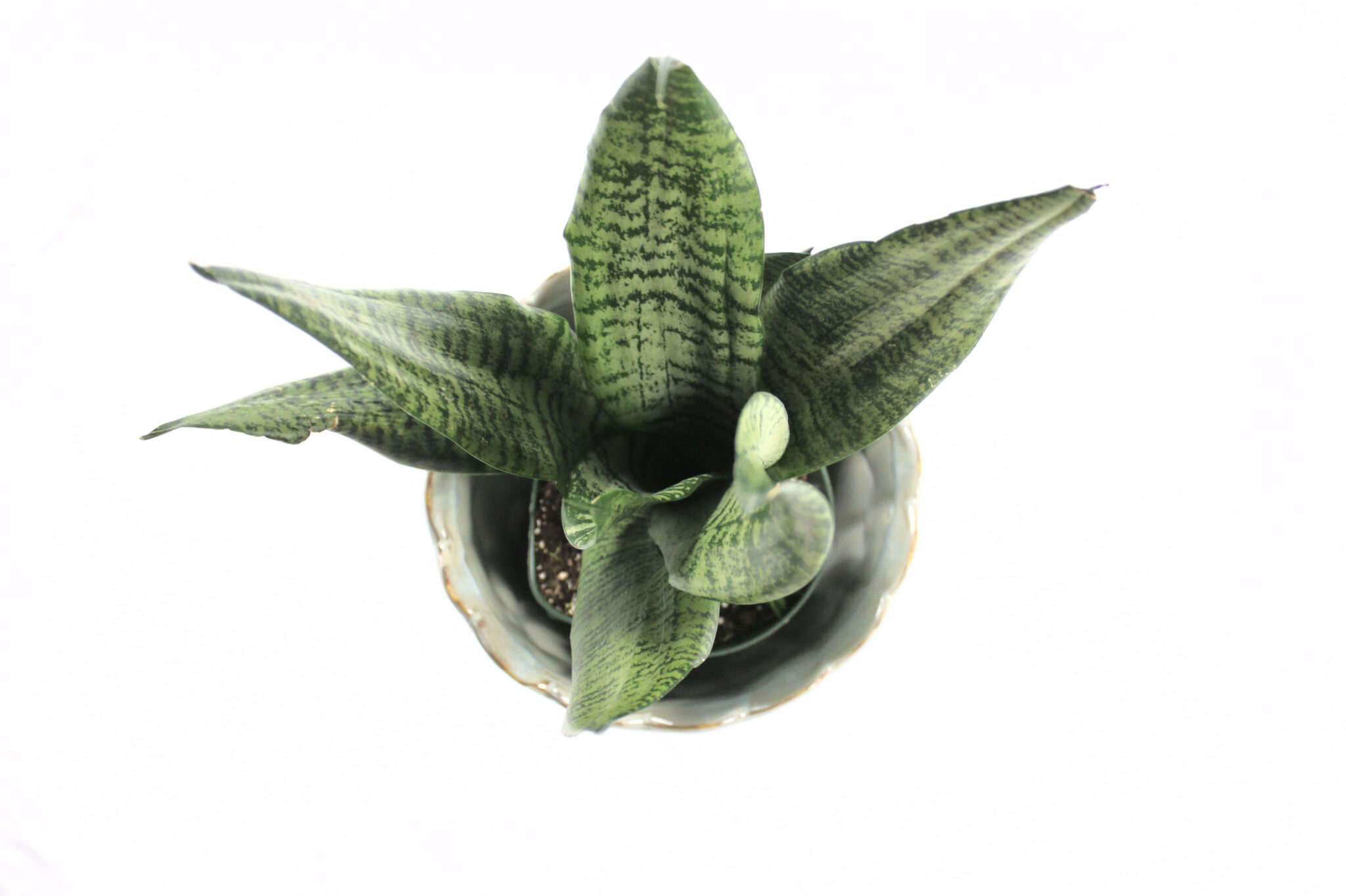 Sansevieria Futura - Image 3