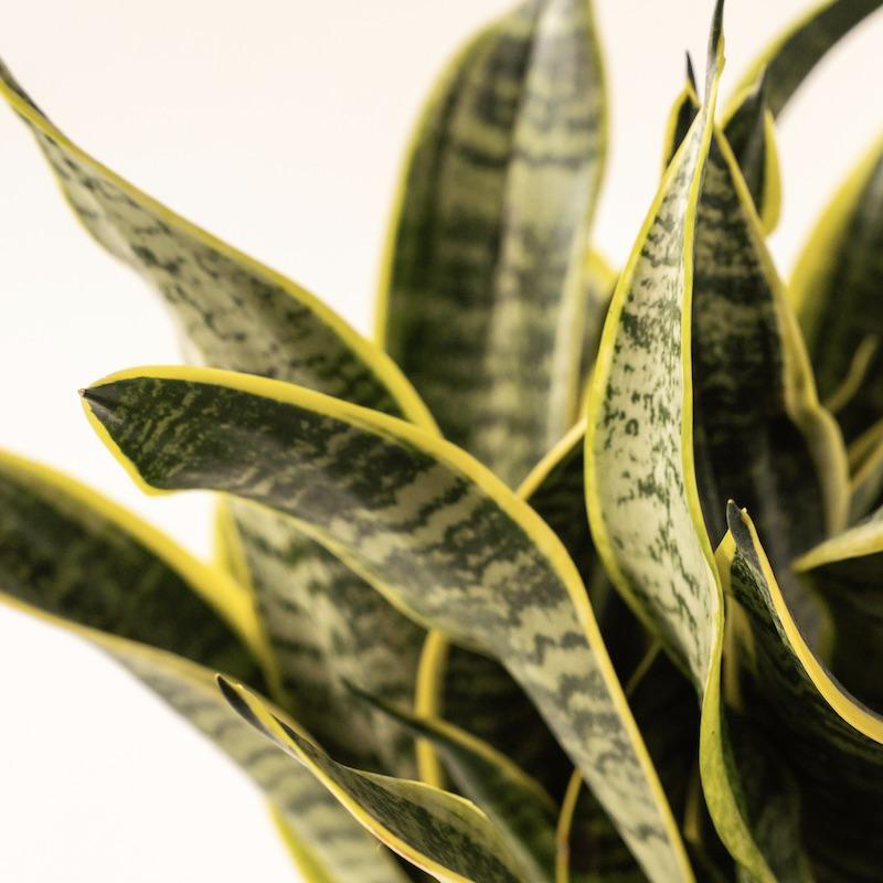 Sansevieria - Laurentii (Snake Plant) - Image 3