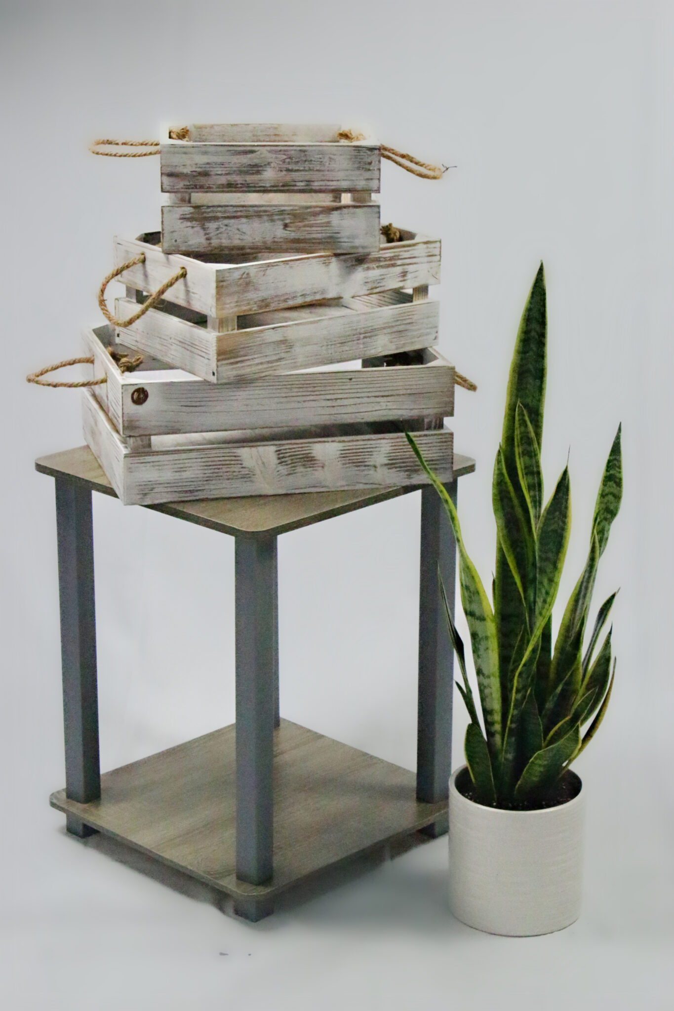 Sansevieria - Laurentii (Snake Plant) - Image 4