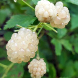 Snowbank Blackberry Plant