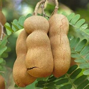Tamarind Tree