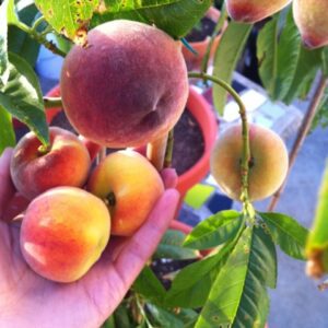 Tropic Prince Peach Tree