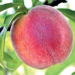 Tropic Sweet Peach Tree