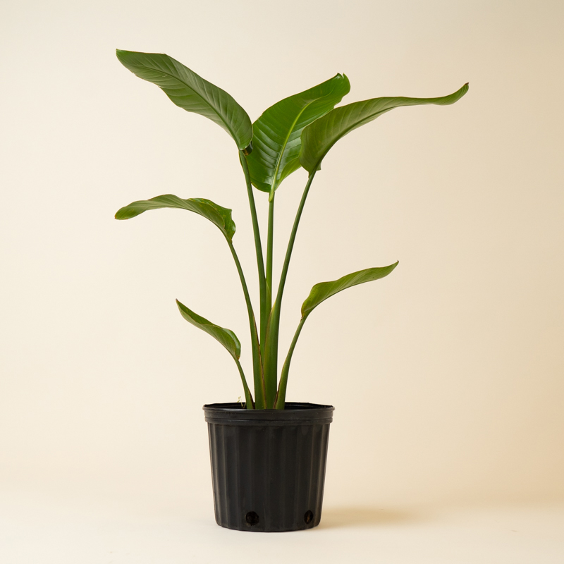 Strelitzia Nicolai 'White Bird Of Paradise' XL - Image 4