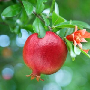 Wonderful Pomegranate Tree