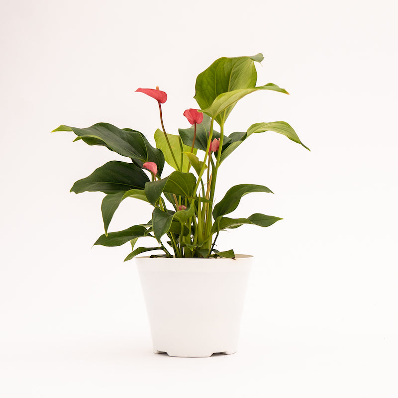 Anthurium - Pink - Image 6