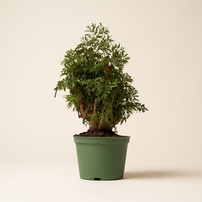 Aralia Stump Ming - Image 6