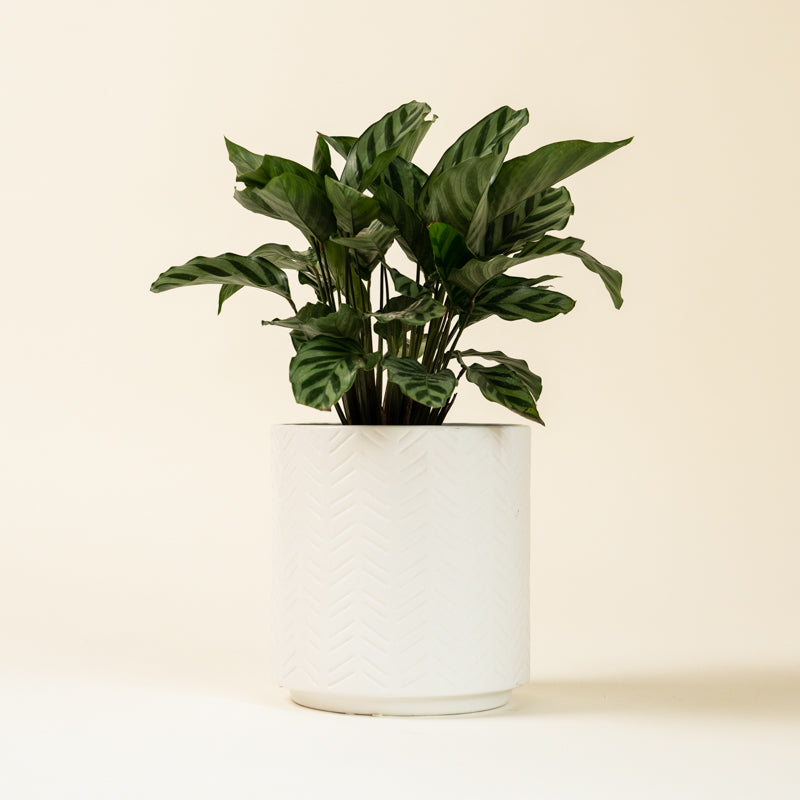Calathea Green Concinna - Image 7