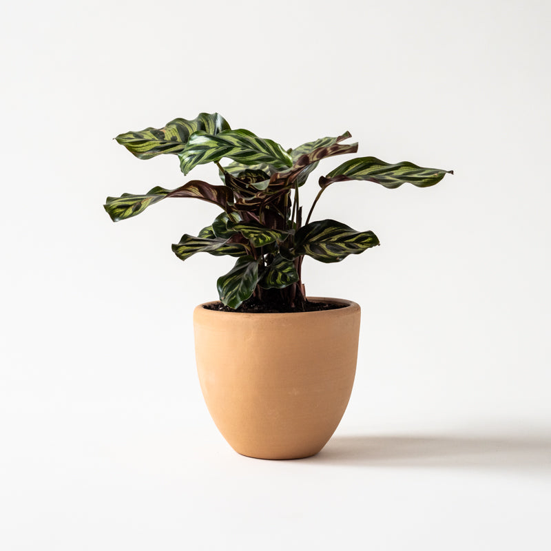 Calathea Peacock (Makoyana) - Image 7