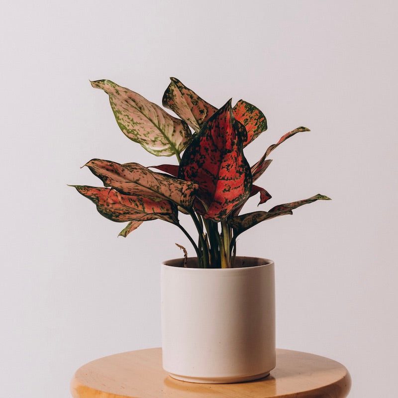 Aglaonema Red Valentine (Chinese Evergreen)