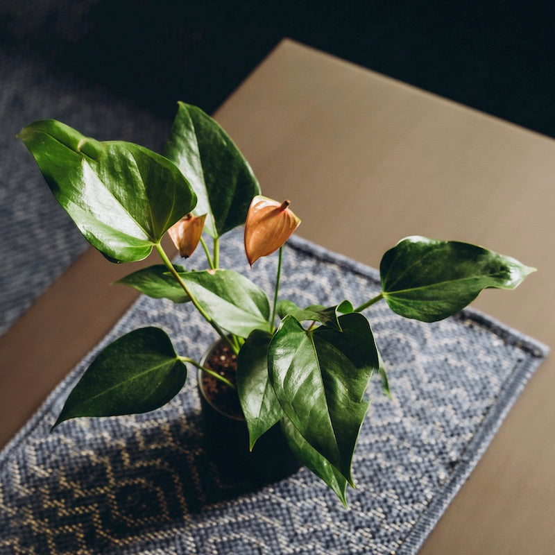 Anthurium - Pink - Image 5