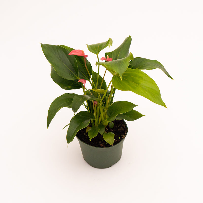 Anthurium - Pink - Image 4