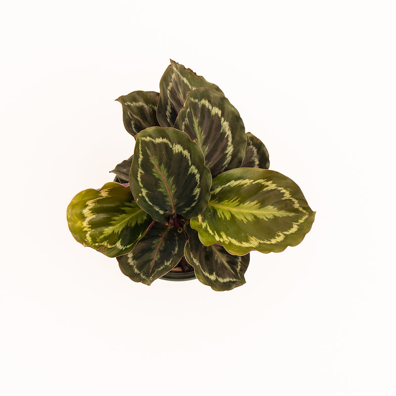 Calathea - Medallion (Veitchiana) - Image 4