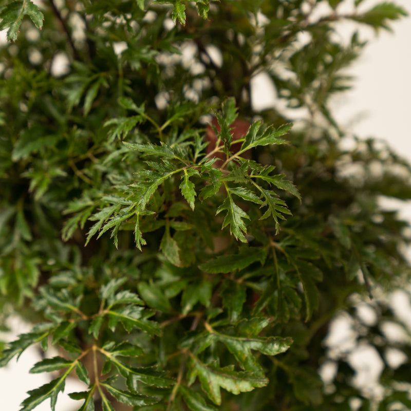 Aralia Stump Ming - Image 9