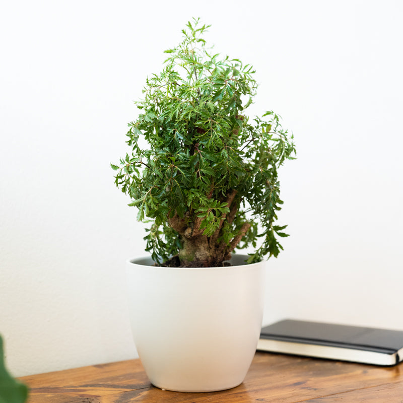 Aralia Stump Ming - Image 7