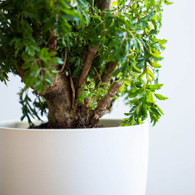 Aralia Stump Ming - Image 8