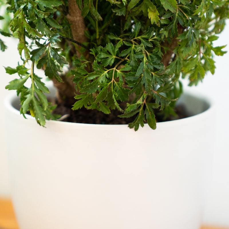 Aralia Stump Ming - Image 10