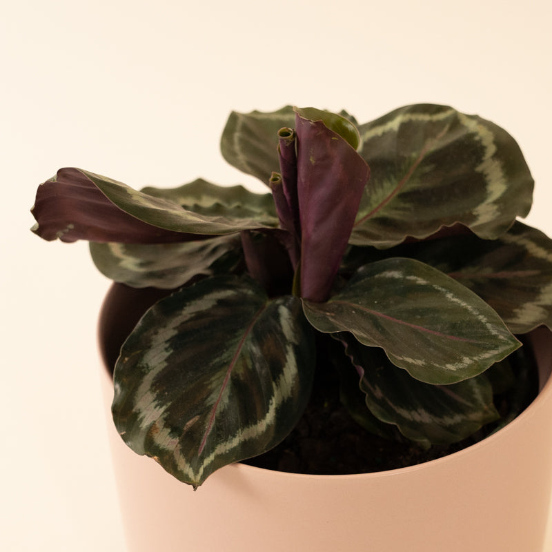 Calathea - Medallion (Veitchiana) - Image 5