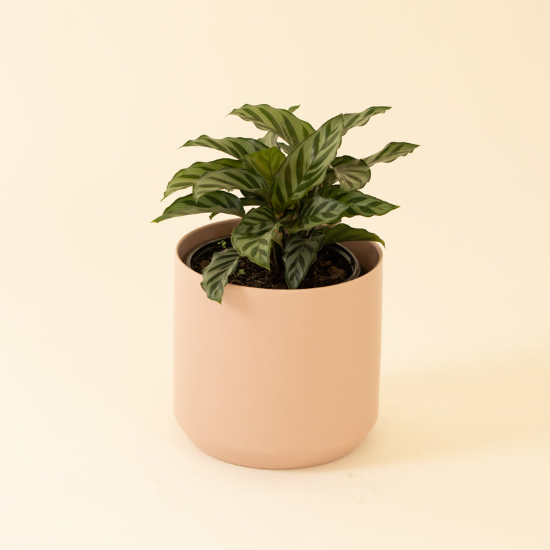 Calathea Green Concinna - Image 8